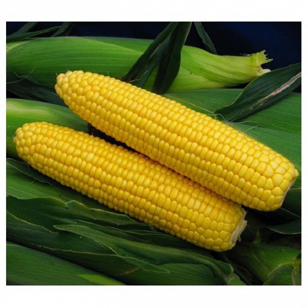 Sweet spirit Sweetcorn Seeds