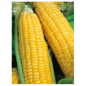 Sweet thing Sweetcorn Seeds - 5000 seeds