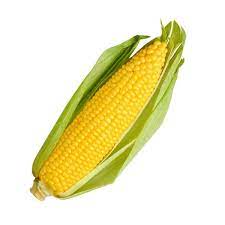 SWEETCORN SEEDS - Turbine F1 Sweetcorn Seeds - 5000 seeds