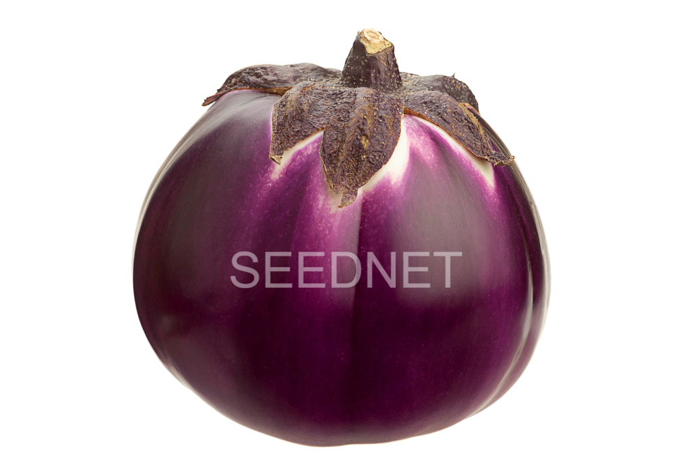 eggplantページ Purple Shine Hybrid Eggplant F1 – HOSS