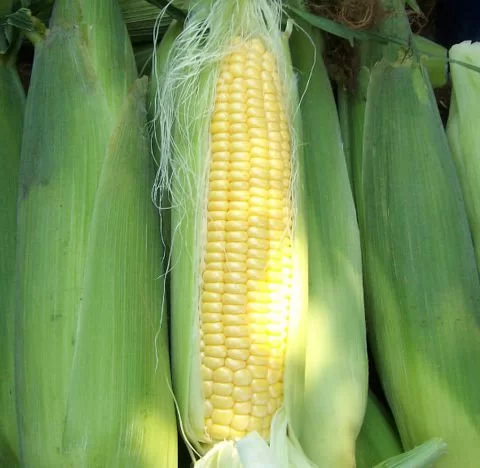 SWEETCORN SEEDS - Caramelo Sweet corn Seeds - 1KG seeds