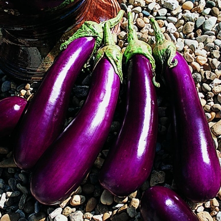 ΕΙΔΙΚΟΥ ΤΥΠΟΥ - Gascona F1 Eggplant Seeds Specialties - 1000 seeds