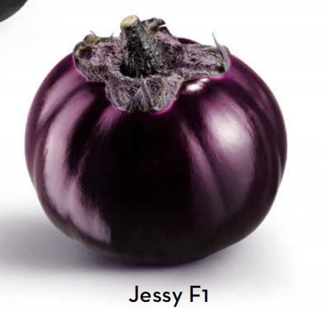 ΕΙΔΙΚΟΥ ΤΥΠΟΥ - Jessy F1 Eggplant Seeds Specialties - 1000 seeds