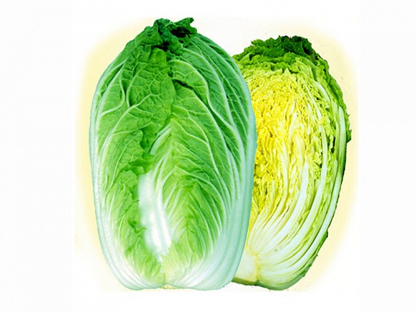 Spring Sun F1 Chinese Cabbage