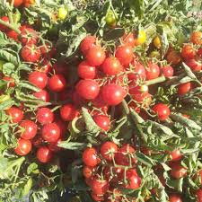 SPECIALTIES - Etnix Tomato Seeds Specialties