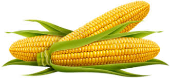 SWEETCORN SEEDS - Sweetcorn seeds GSS3951-5000 seeds - 5000 seeds