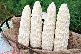 SWEETCORN SEEDS - Sweetcorn seeds GLACIAL-5000 seeds - 5000 seeds