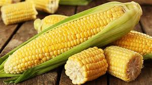 SWEETCORN SEEDS - Sweetcorn seeds GSS 5649-5000 seeds - 5000 seeds