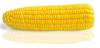 SWEETCORN SEEDS - Sweetcorn seeds SUGAR75-5000 seeds - 5000 seeds
