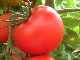 BEEF - Darren tomato seeds beef-1000 seeds - 1000 seeds