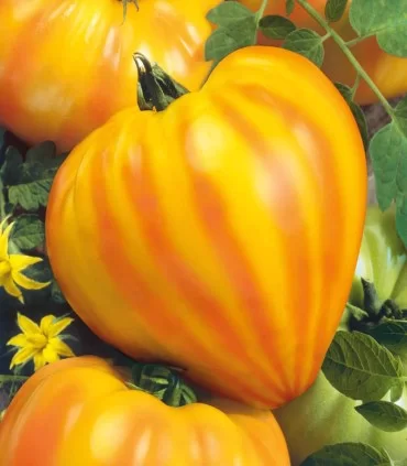 SPECIALTIES - Tomato seeds Gourmansun specialties-250 seeds - 250 seeds