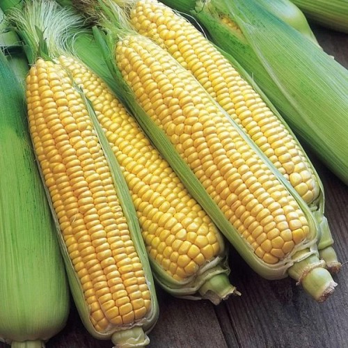 SWEETCORN SEEDS - Sweetcorn seeds Wim-5000 seeds - 5000 seeds