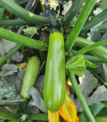 STANDARD - Zucchini seeds Samson-500 seeds - 500 seeds