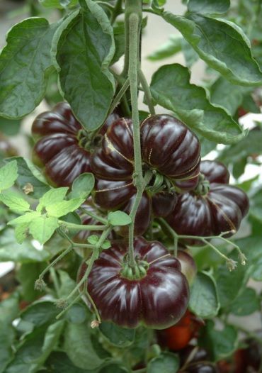 MARMANDE - Tomato seeds Cassio-1000 seeds - 1000 seeds