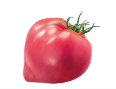 SPECIALTIES - Tomato seeds Dolcecuore-1000 seeds - 1000 seeds