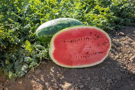 WATERMELON - Watermelon seeds Amina-500 seeds - 500 seeds