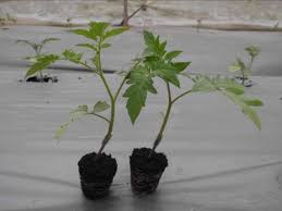 ROOTSTOCK - Rootstock stt3-1000 seeds - 1000 seeds
