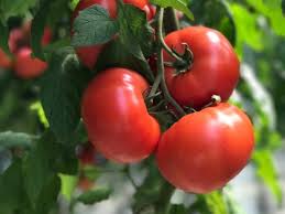 BEEF - Tomato seeds beef Feelotimo-1000 seeds - 1000 seeds