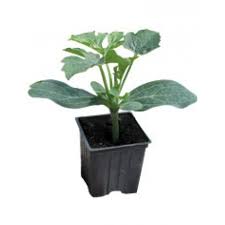 ROOTSTOCK - Rootstock Forza F1- 1000 seeds - 1000 seeds