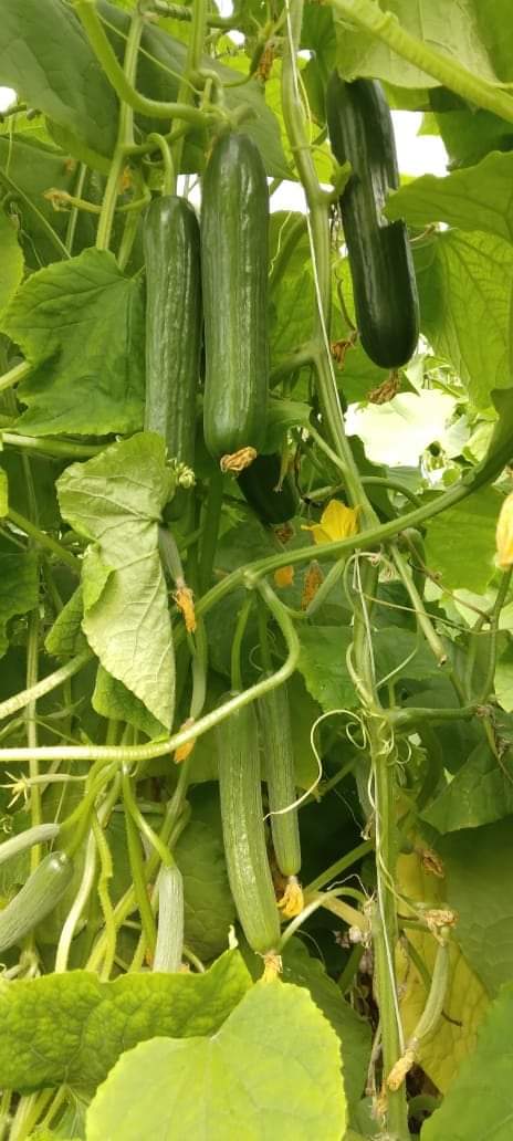 SHORT - Cucumber seeds 1111 IN F1-1000 seeds - 1000 seeds