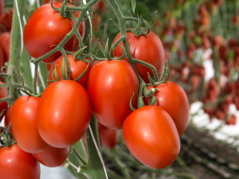 MARMANDE - Bacalar Tomato Seeds 500 seeds - 500 seeds
