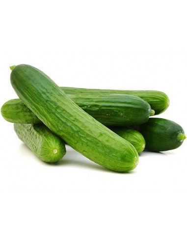 SHORT - Kentri Cucumber Seeds 500 seeds - 500 seeds