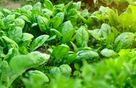 SPINACH SEEDS - El Lucio Spinach Seeds 500.000 seeds - 500000 seeds