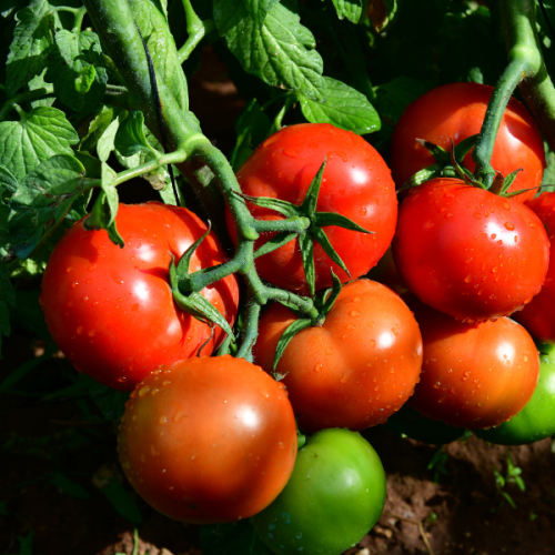 BEEF - Waqu Tomato Seeds 1000 seeds - 1000 seeds