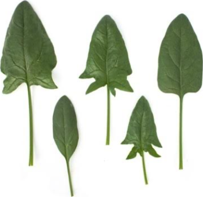 SPINACH SEEDS - Python Spinach Seeds 100.000 seeds - 100.000 seeds