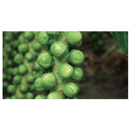 BRUSSELS SPROUT SEEDS - Aurelius - 2500 seeds