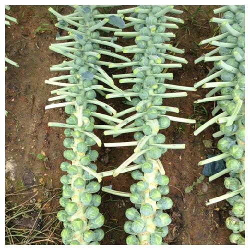 BRUSSELS SPROUT SEEDS - Crispus - 2500 seeds