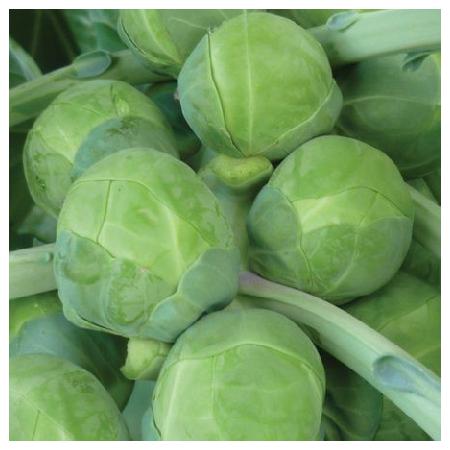BRUSSELS SPROUT SEEDS - Cumulus - 2500 seeds