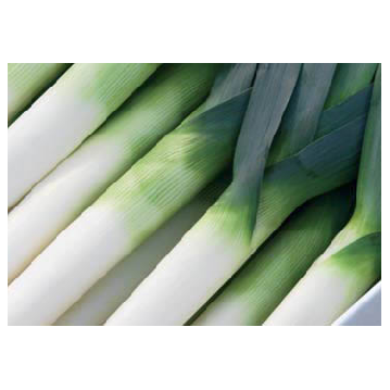 LEEK SEEDS - Easton - 10000 seeds