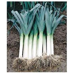 LEEK SEEDS - Margarita - 10000 seeds