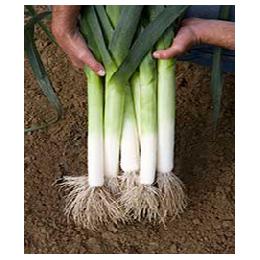 LEEK SEEDS - Rally - 10000 seeds