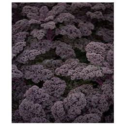KALE SEEDS - Redbor - 2500 seeds