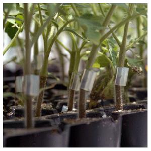 ROOTSTOCK - Resistar - 1000 seeds