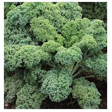 KALE SEEDS - Starbor - 2500 seeds
