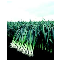 LEEK SEEDS - Volta - 10000 seeds