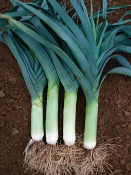 LEEK SEEDS - Lancelot 1 - 10000 seeds