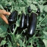 LONG - MIRABELLE - 1000 seeds