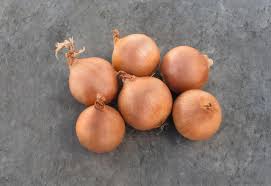 BULBS - DAYTONA - 250000 seeds
