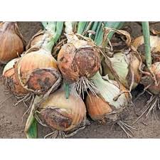 BULBS - VISION - 250000 seeds