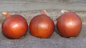 BULBS - LEGEND - 250000 seeds