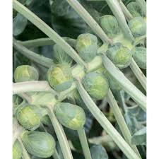 BRUSSELS SPROUT SEEDS - SPEEDIA - 2500 seeds
