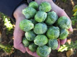 BRUSSELS SPROUT SEEDS - STEADIA - 2500 seeds