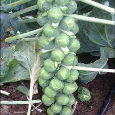 BRUSSELS SPROUT SEEDS - CYRUS - 2500 seeds