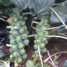 BRUSSELS SPROUT SEEDS - MARTINUS - 2500 seeds
