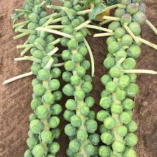 BRUSSELS SPROUT SEEDS - PROFITUS - 2500 seeds