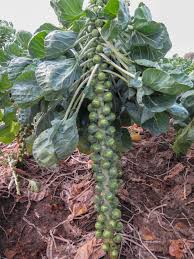 BRUSSELS SPROUT SEEDS - OCTIA - 2500 seeds